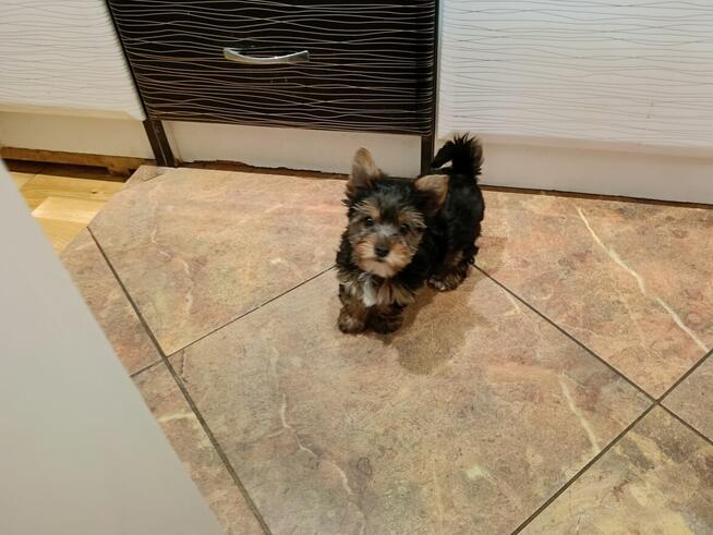 Yorki Terriery i Yorki Biwerki