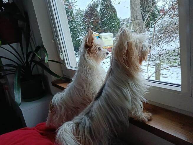 Yorki Terriery i Yorki Biwerki