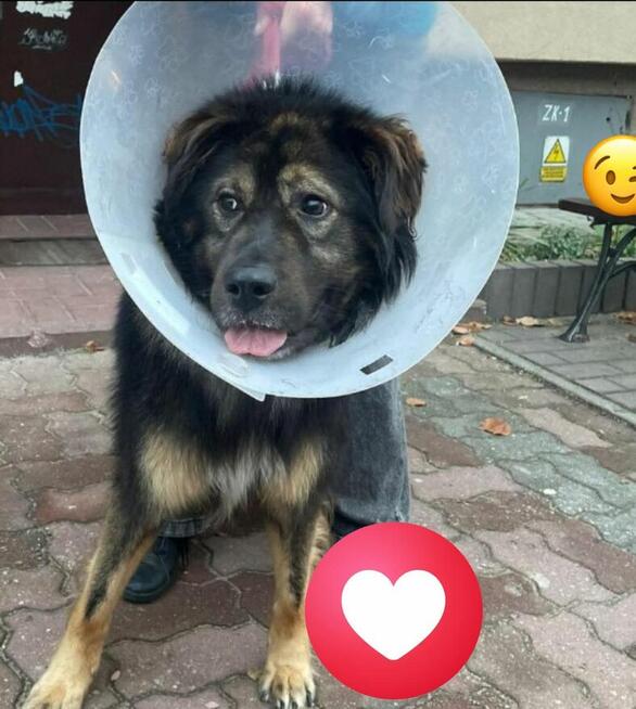 KLUSEK cudowny prze kochany psiak czeka na wymarzony dom