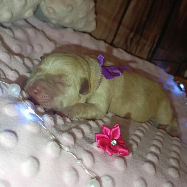 Prześliczną dziewczynka labrador retriever