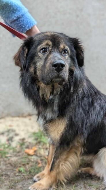 KLUSEK cudowny prze kochany psiak czeka na wymarzony dom