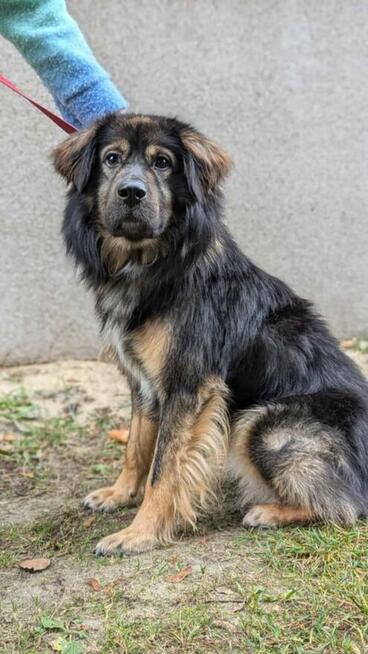 Młody wesoły proludzki psiak szuka PILNIE kochającego domu