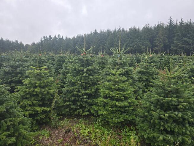 Choinki cięte i w doniczkach jodły kaukaskie z Danii