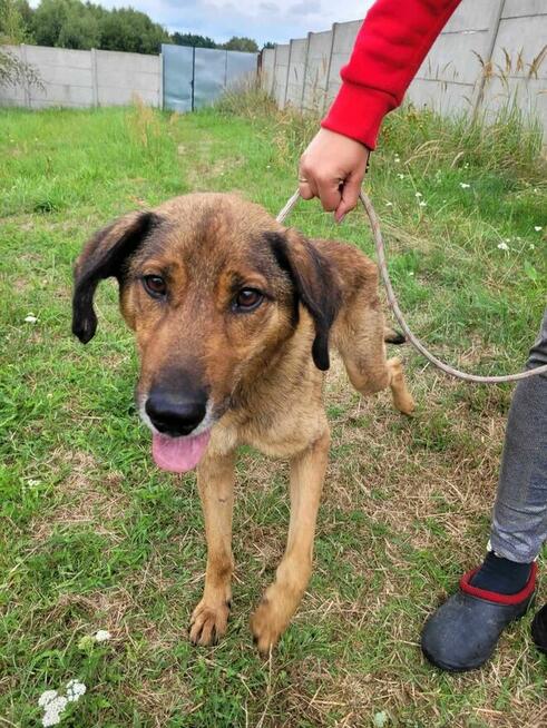 Porzucony, kochający człowieka BODZIO szuka domu !!