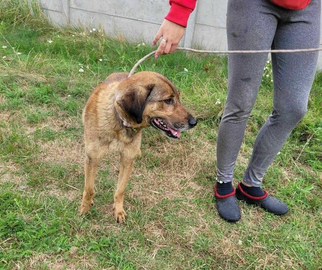 Porzucony, kochający człowieka BODZIO szuka domu !!