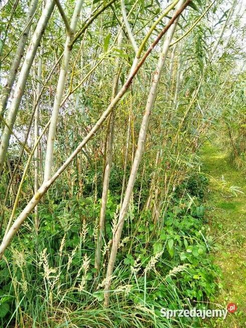 Wierzba energetyczna na biomasę lub sadzonki