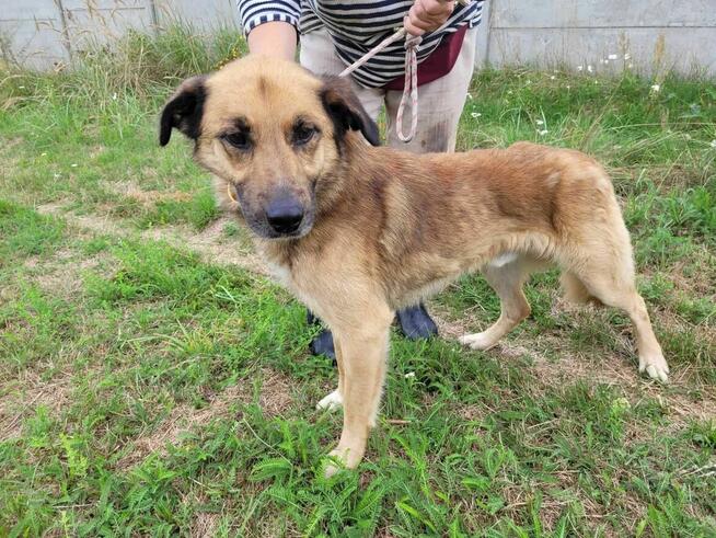 Wyjątkowy słodziak - KUBUŚ szuka domu !! Do adopcji !!