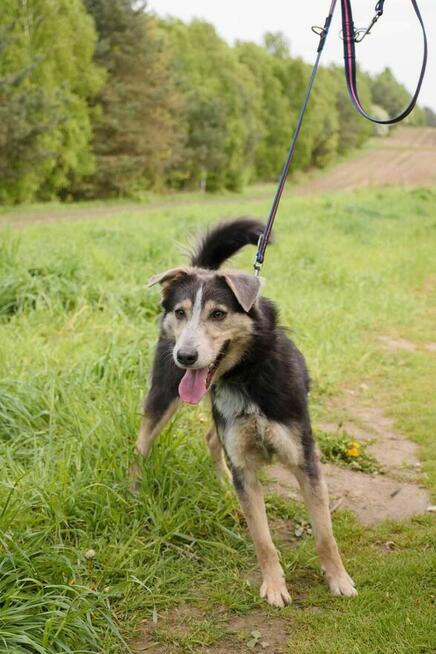 Wrażliwy, młody, piękny POKER szuka domu !!