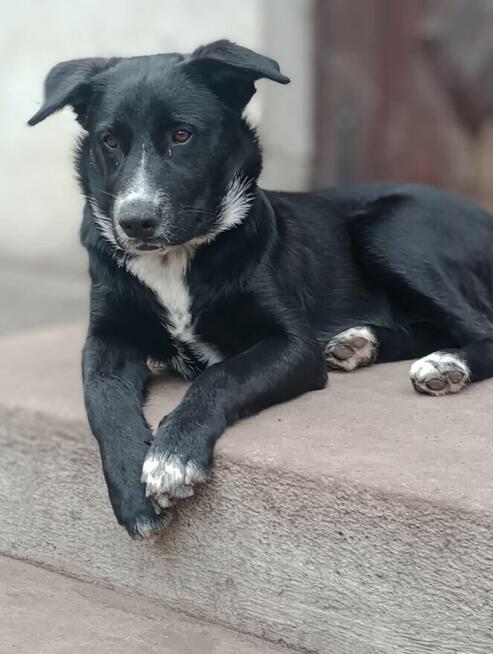 Oreo - wesoły, przyjazny SZCZENIAK szuka domu!