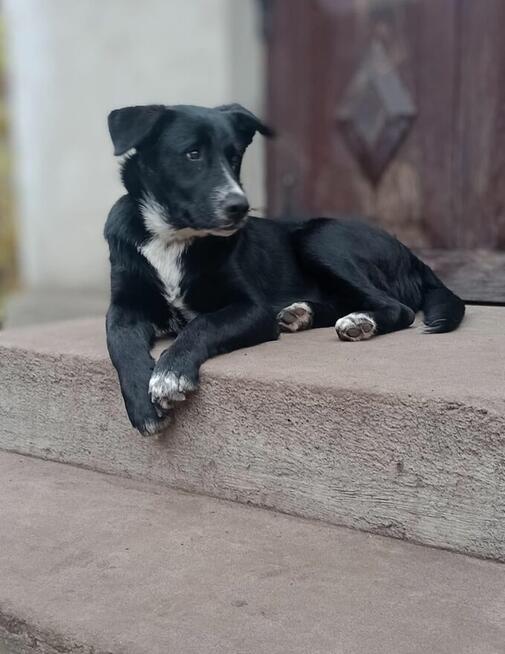 Oreo - wesoły, przyjazny SZCZENIAK szuka domu!