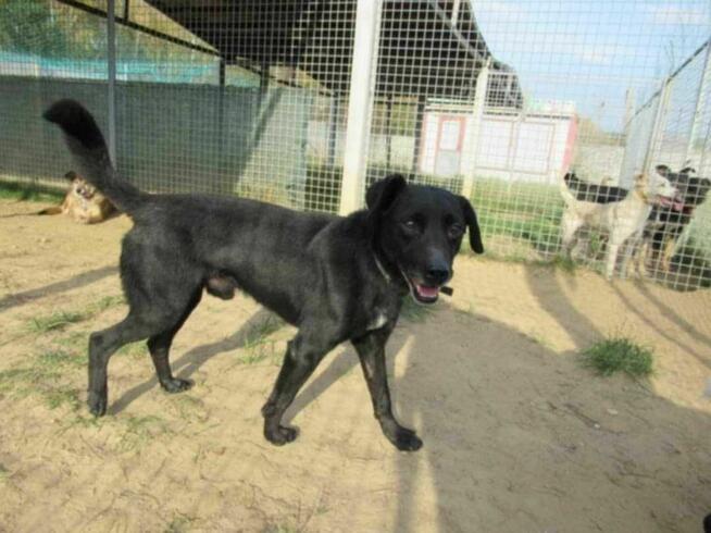 Piękny, wystraszony GRZEŚ szuka domu !! Do adopcji !!