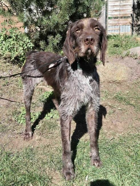 Piękny, młodziutki wyżeł FRED szuka domu !!