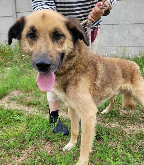 Proludzki, porzucony KUBUŚ szuka domu !! Do adopcji !!