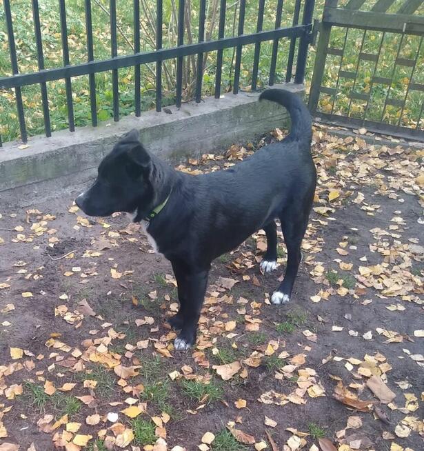 Oreo - wesoły, przyjazny SZCZENIAK szuka domu!