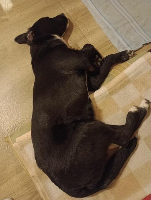 Oreo - wesoły, przyjazny SZCZENIAK szuka domu!