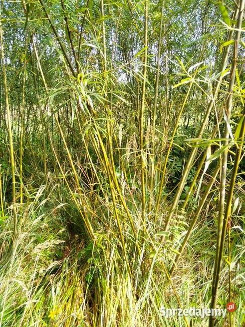 Wierzba energetyczna na biomasę lub sadzonki