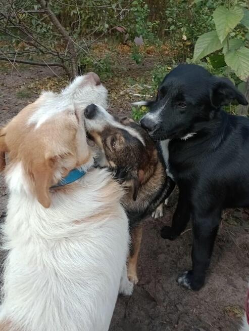 Oreo - wesoły, przyjazny SZCZENIAK szuka domu!