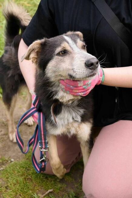 Wrażliwy, otwarty, piękny POKER szuka domu !!