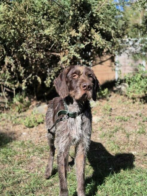 Piękny, młody wyżeł FRED szuka domu !!