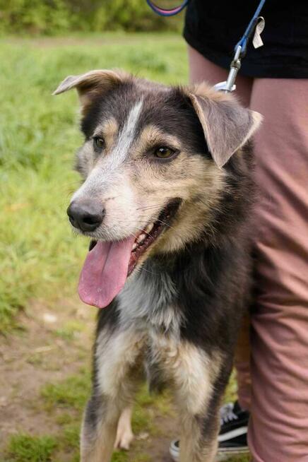 Wrażliwy, młody, piękny POKER szuka domu !!