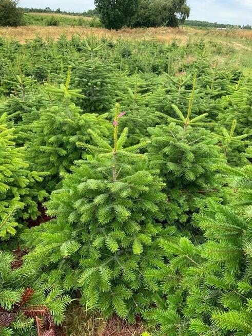 Choinki cięte i w doniczkach jodły kaukaskie z Danii