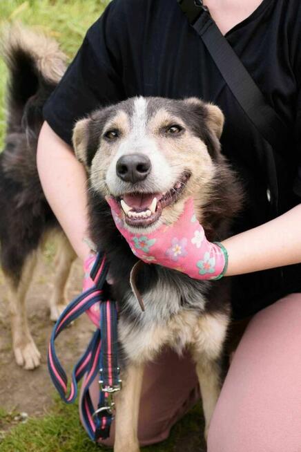 Wrażliwy, młody, piękny POKER szuka domu !!