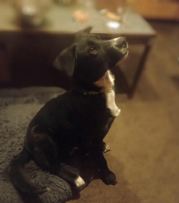 Oreo - wesoły, przyjazny SZCZENIAK szuka domu!