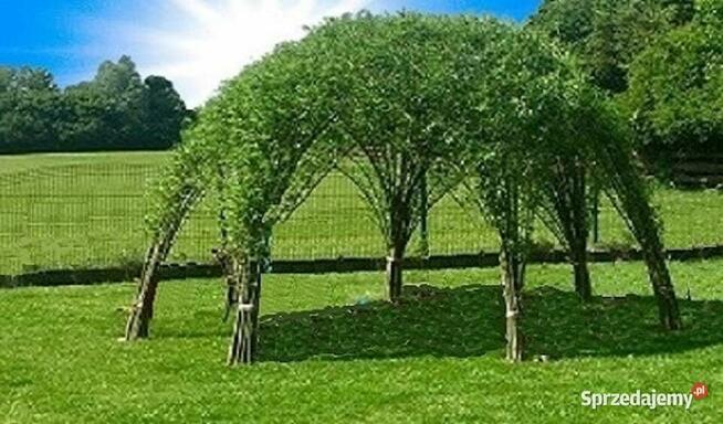 Wierzba energetyczna na biomasę lub sadzonki