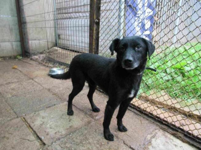 Piękny, wystraszony GRZEŚ szuka domu !! Do adopcji !!