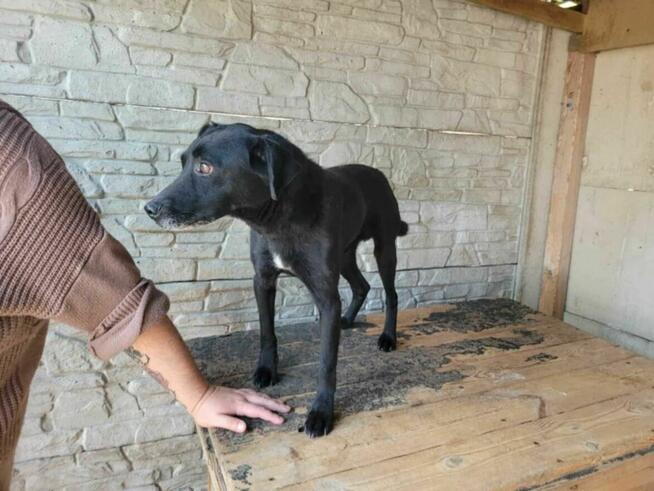 Piękny, przerażony GRZEŚ szuka domu !! Do adopcji !!