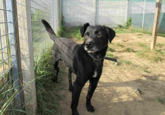 Piękny, wystraszony GRZEŚ szuka domu !! Do adopcji !!