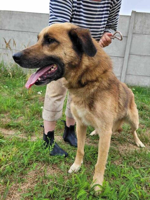 Proludzki, porzucony KUBUŚ szuka domu !! Do adopcji !!