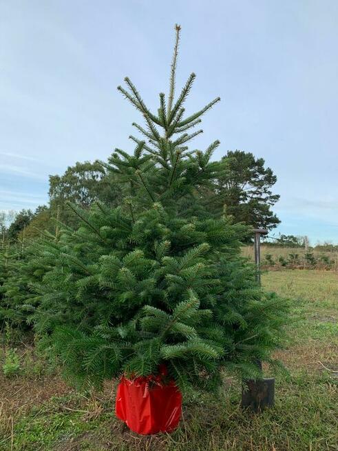 Choinki cięte i w doniczkach jodły kaukaskie z Danii