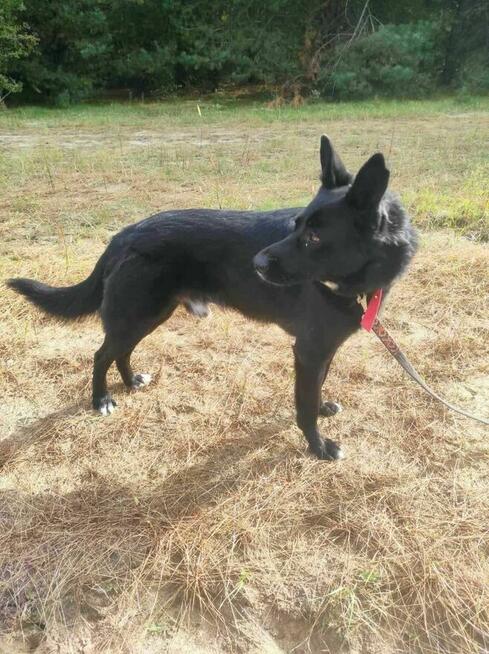 Piękny MIŁEK w typie owczarka szuka domu !! Do adopcji !!