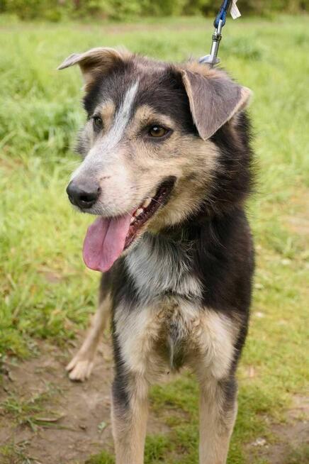 Wrażliwy, otwarty, piękny POKER szuka domu !!