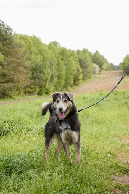 Wrażliwy, młody, piękny POKER szuka domu !!