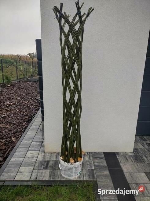 Wierzba energetyczna na biomasę lub sadzonki