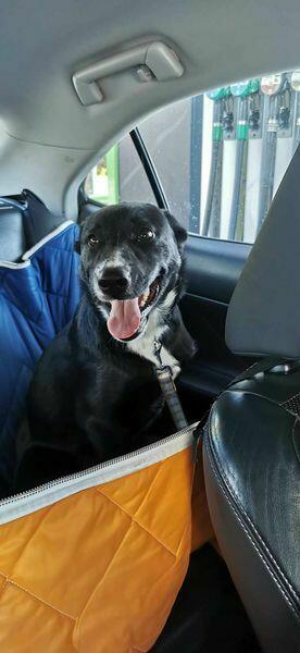 Oreo - wesoły, przyjazny SZCZENIAK szuka domu!