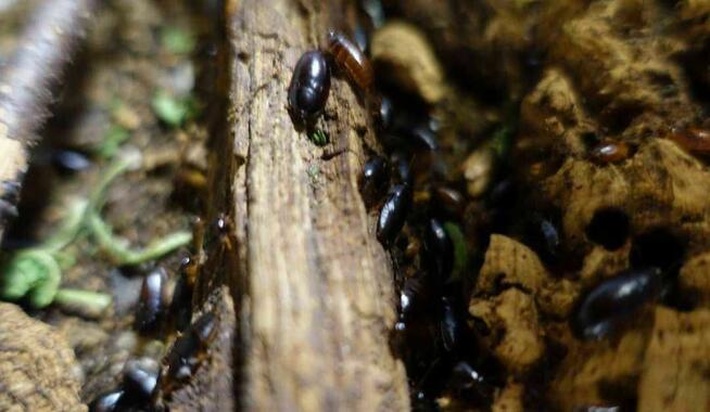 Karaczany Paraplecta minutissima karma dla agama/gekon