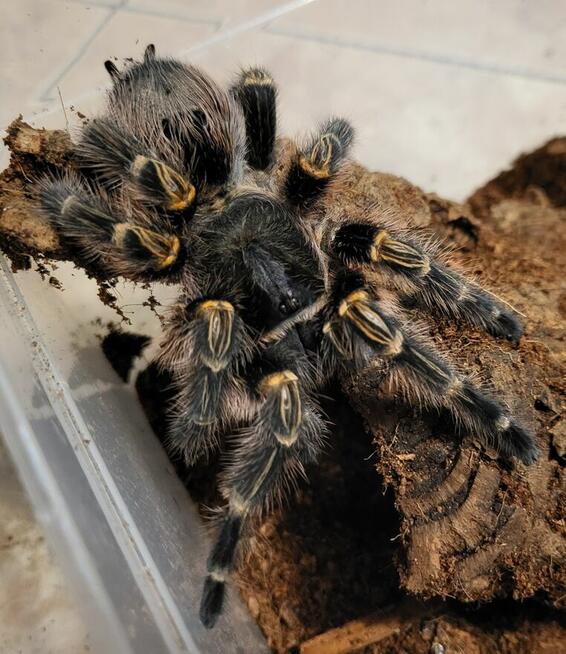 Grammostola pulchripes samica +6DC