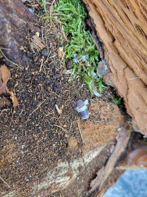 Prosionki (Cubaris sp Panda King) stonogi/ekipa sprzątająca