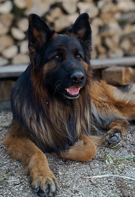 Szczenięta Owczarek Niemiecki Długowłosy