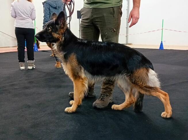 Szczenięta Owczarek Niemiecki Długowłosy