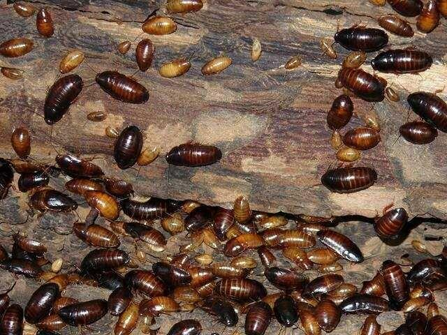 Karaczany Paraplecta minutissima karma dla agama/gekon