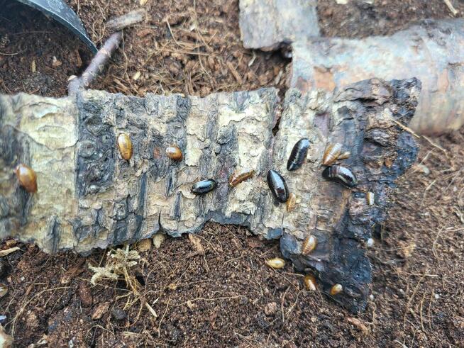 Karaczany Paraplecta minutissima karma dla agama/gekon