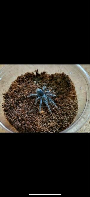 Phormictopus sp dominican purple L2/3