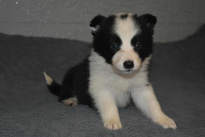 Suczka Border Collie