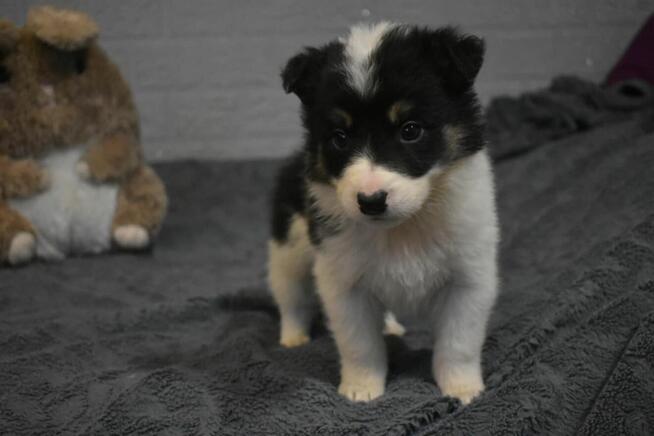 Piesek Border Collie z rodowodem