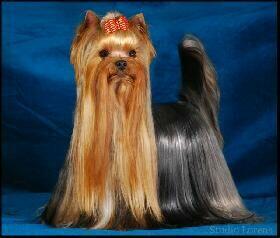 York, yorkshire terrier!Elitarny reproduktor micro, małopolska