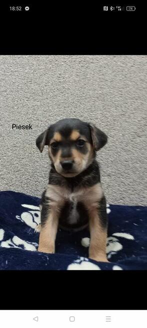 Oddam szczeniaczka w dobre ręce